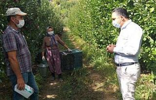 Kaymakam Çelik elma işçilerini denetledi