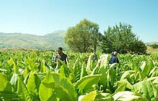Kaymakam Uçar, tütün üreticileriyle tarlada bir...