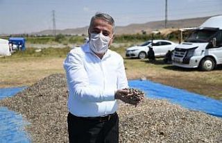 Kayseri’de ay çekirdeği hasadı başladı