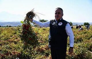 Kayseri’de yetiştirilen salçalık domatesler Türkiye’ye...