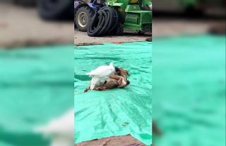 Kaz ile köpeğin örnek arkadaşlığı