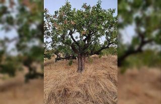 KBÜ Antepfıstığının doku kültürünü ve çoğaltımını...