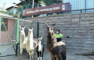 Keçiören Evcil Hayvanlar Parkı’nın yeni üyeleri...