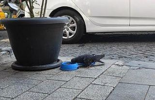 Kedi maması yiyen güvercin görenleri şaşırttı