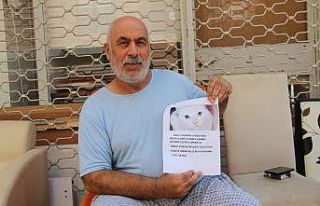 Kedisini bulana ödül verecek