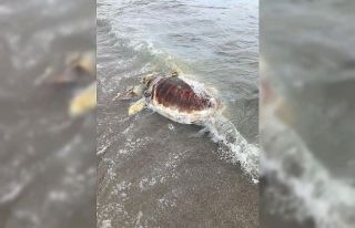 Kemer’de sahile ölü caretta caretta vurdu