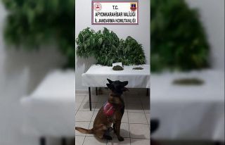 Kenevir ekmek için mısır tarlası kiraladı