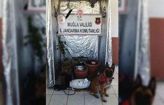 Kenevir üretimi için özel kabin