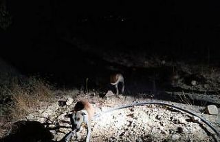 Keneviri korumak için iki pitbull köpek beslediler