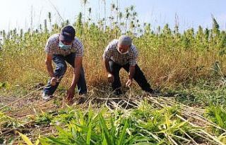 Kenevirin ekim alanı arttı, kuraklıktan verim düştü