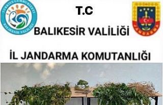 Kepsut’ta ormanlık alanda uyuşturucu operasyonu