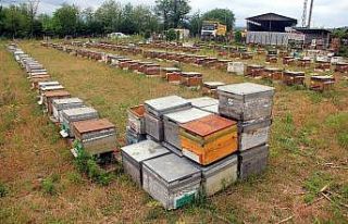 Kestane balı arıcıların yüzünü güldürdü