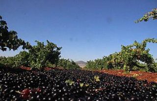 Kilis karası üzümününde hasat sona erdi