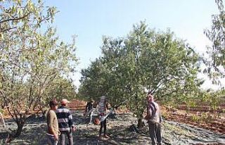 Kilis’te badem hasadı başladı