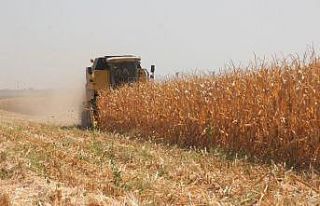 Kilis’te mısır hasadı başladı