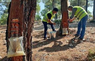 Kilosu 700 TL’ye satılıyor