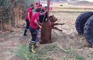 Kırıkkale’de kuyuya düşen düve kepçeyle çıkarıldı