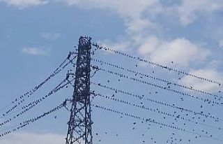 Kırlangıçlar Erzincan’da mola verdi