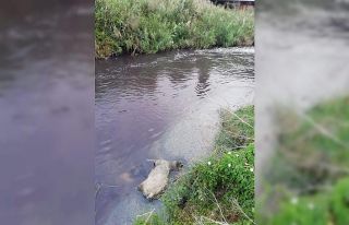 Kirli akan derede telef oldu