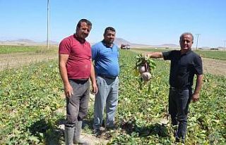 Kırmızı pancarda hasat zamanı
