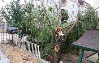 Kocaeli’de kuvvetli rüzgar ağaçları devirdi,...
