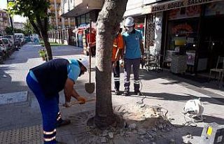 Köklerine beton dökülen ağaçlar tedavi ediliyor