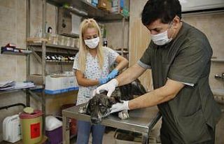 Konak’tan kısırlaştırma rekoru