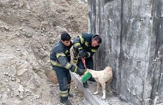 Konserve kutusuna kafası sıkışan köpek kurtarıldı