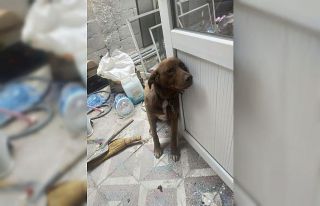 Köpeğe çarpan vicdansız sürücü arkasına bile...
