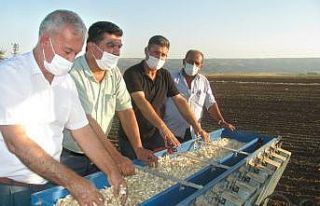 Koranaya karşı etkiliydi, dikimi başladı