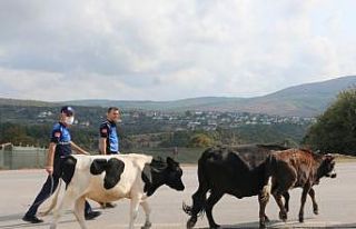 Körfez’de başıboş hayvanlar toplandı