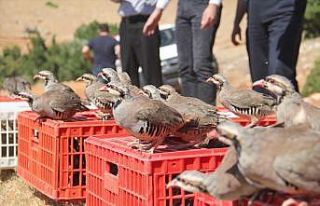 Korkuteli’nde 725 keklik doğaya salındı