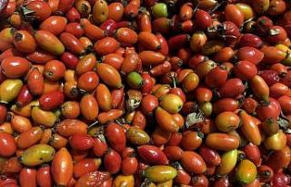 Korona virüs salgını nedeniyle bir avucunda bir...