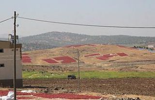 Korona virüs toz biber fiyatlarını düşürdü