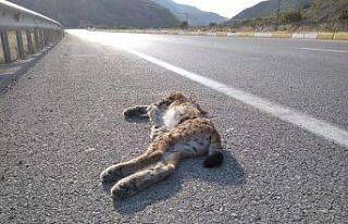 Koruma altındaki "vaşak" kazada telef...