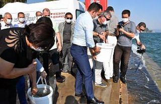 Köyceğiz gölüne 100 bin sazan yavrusu bırakıldı