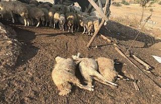 Koyun sürüsü tarım ilacıyla zehirlendi