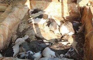 Kümes hayvanlarının telef olduğu çiftlikte yürek...