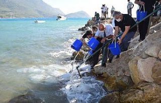 Kumluca’da 5 bin levrek yavrusu denizle buluştu