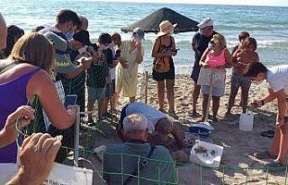 Kuşadası, caretta caretta yavruları için yuva...