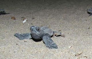 Kuşadası’nda caretta caretta yavrusu nöbeti
