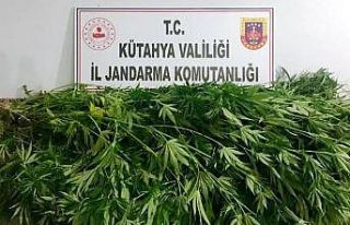 Kütahya’da 55 kök Hint keneviri ele geçirildi