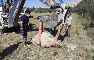 Kuyuya düşen inek itfaiye ekipleri tarafından kurtarıldı