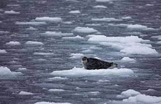 Kuzey Kutbu buzullarında en düşük 2. seviye ölçüldü
