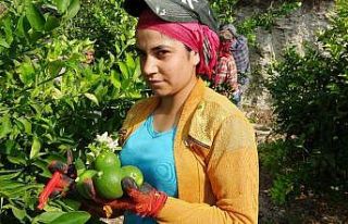 Limon diyarında hasat besmele ile başladı