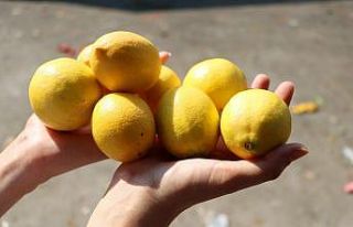 Limon fiyatıyla üreticisini sevindirdi