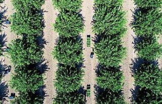 Limon hasadı başladı