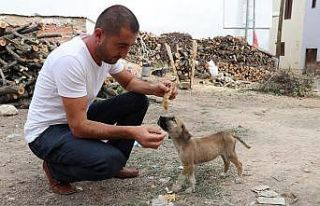 Maaşının üçte birini sokak hayvanları için...
