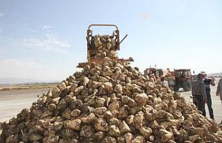 Malazgirt’te pancar alım kampanyası törenle başladı