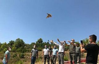 Manavgat’ta 100 adet kınalı keklik doğaya bırakıldı